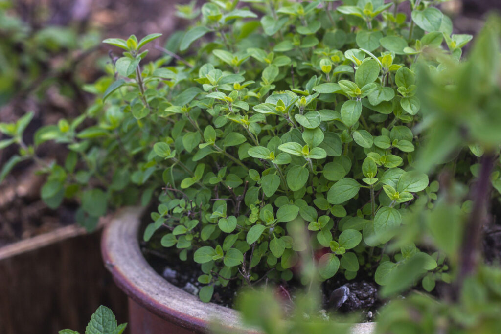 Dyrkning af oregano