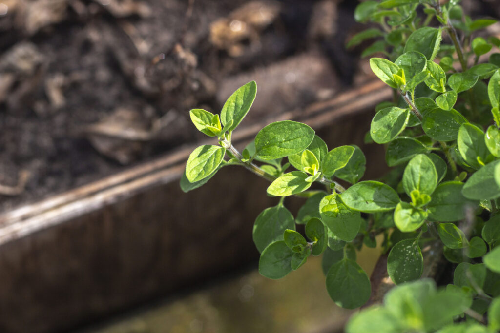 Såning & udplantning af oregano