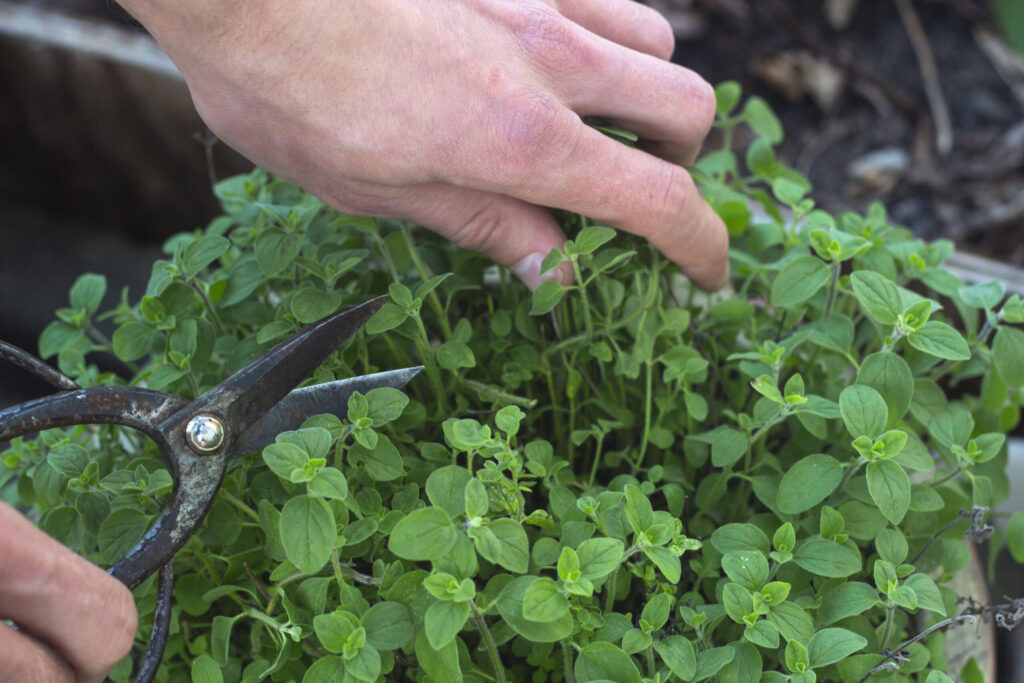 Tørret oregano til vinteren