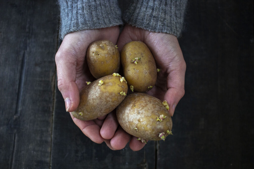 forspiring-af-læggekartofler
