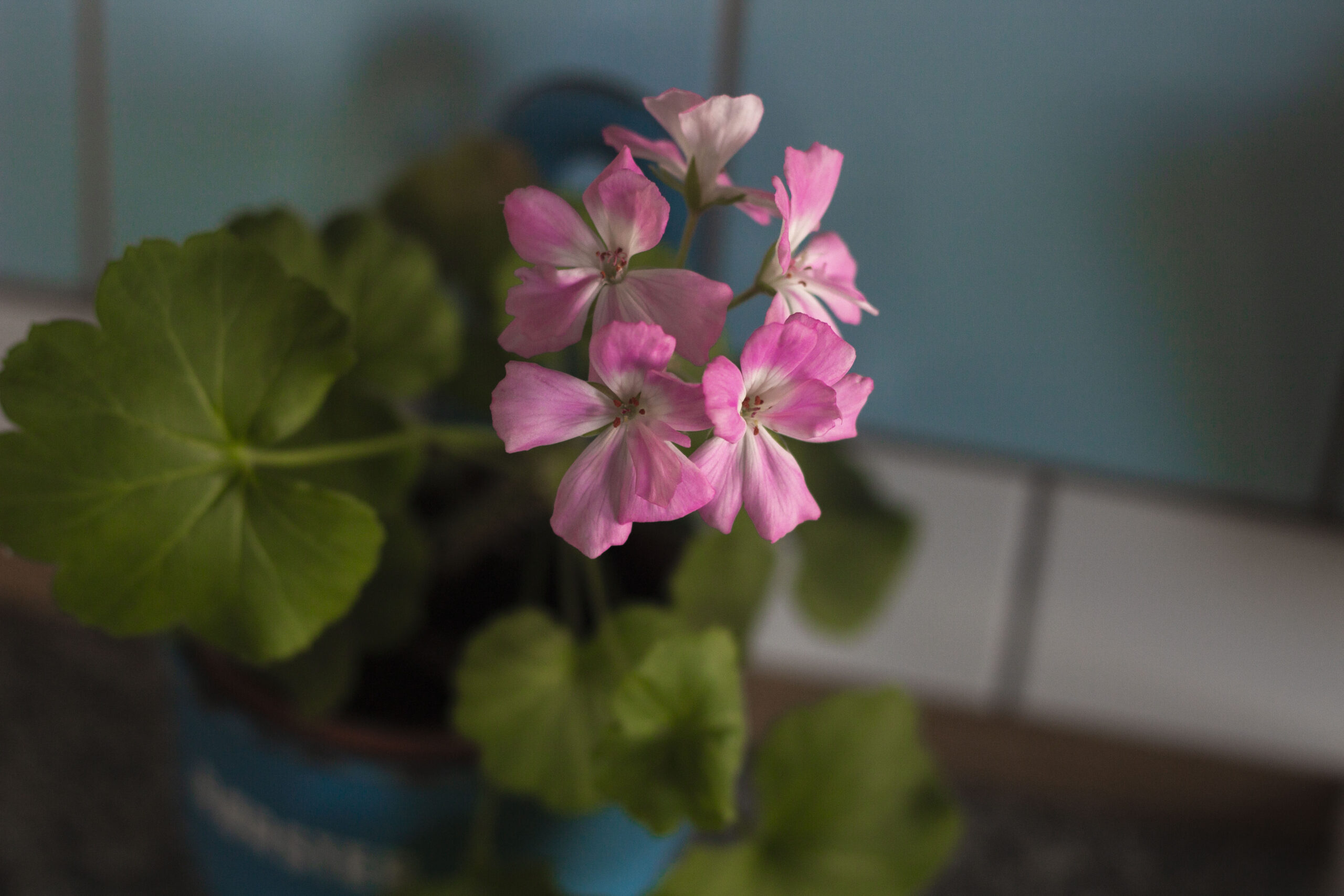 Overvintring af pelargonier