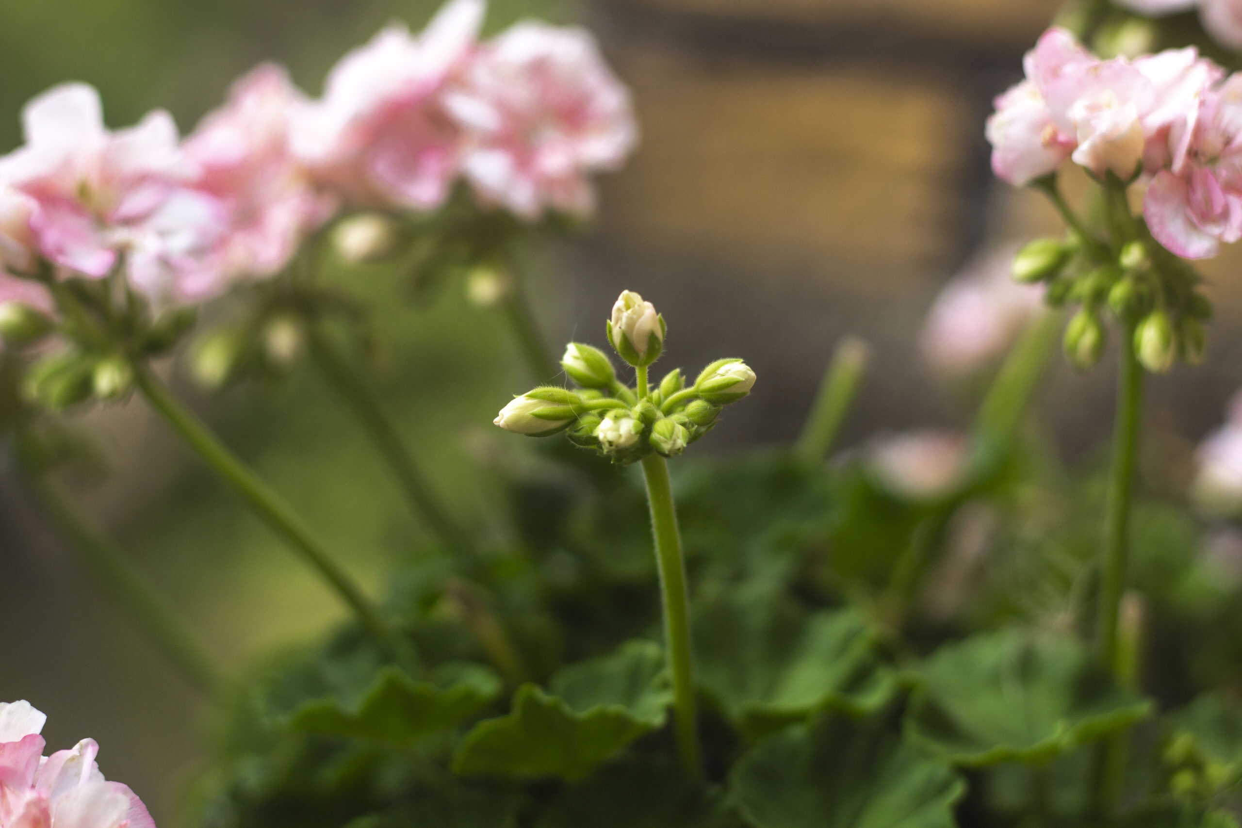 Hvornår skal pelargonierne ud igen