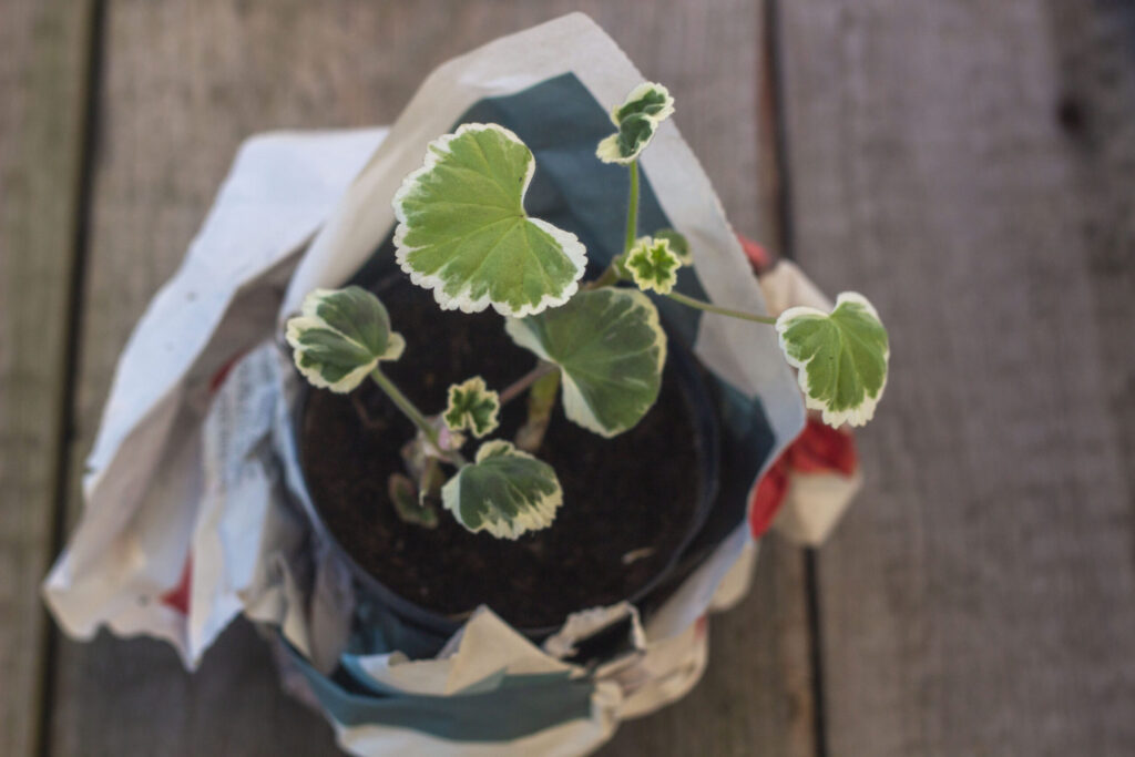 pelargonie