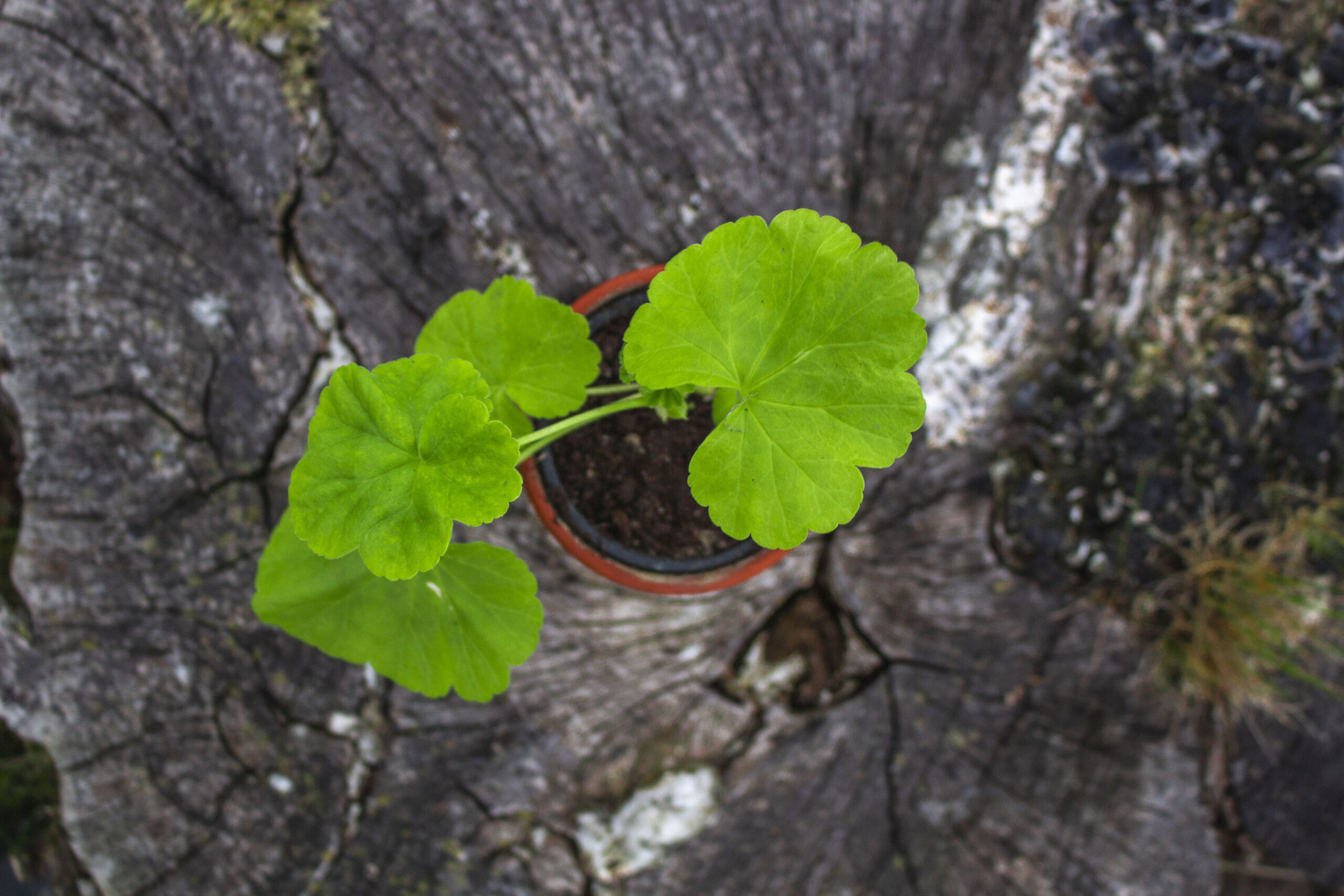 Stiklingeformering af pelargonier – Sådan gør du
