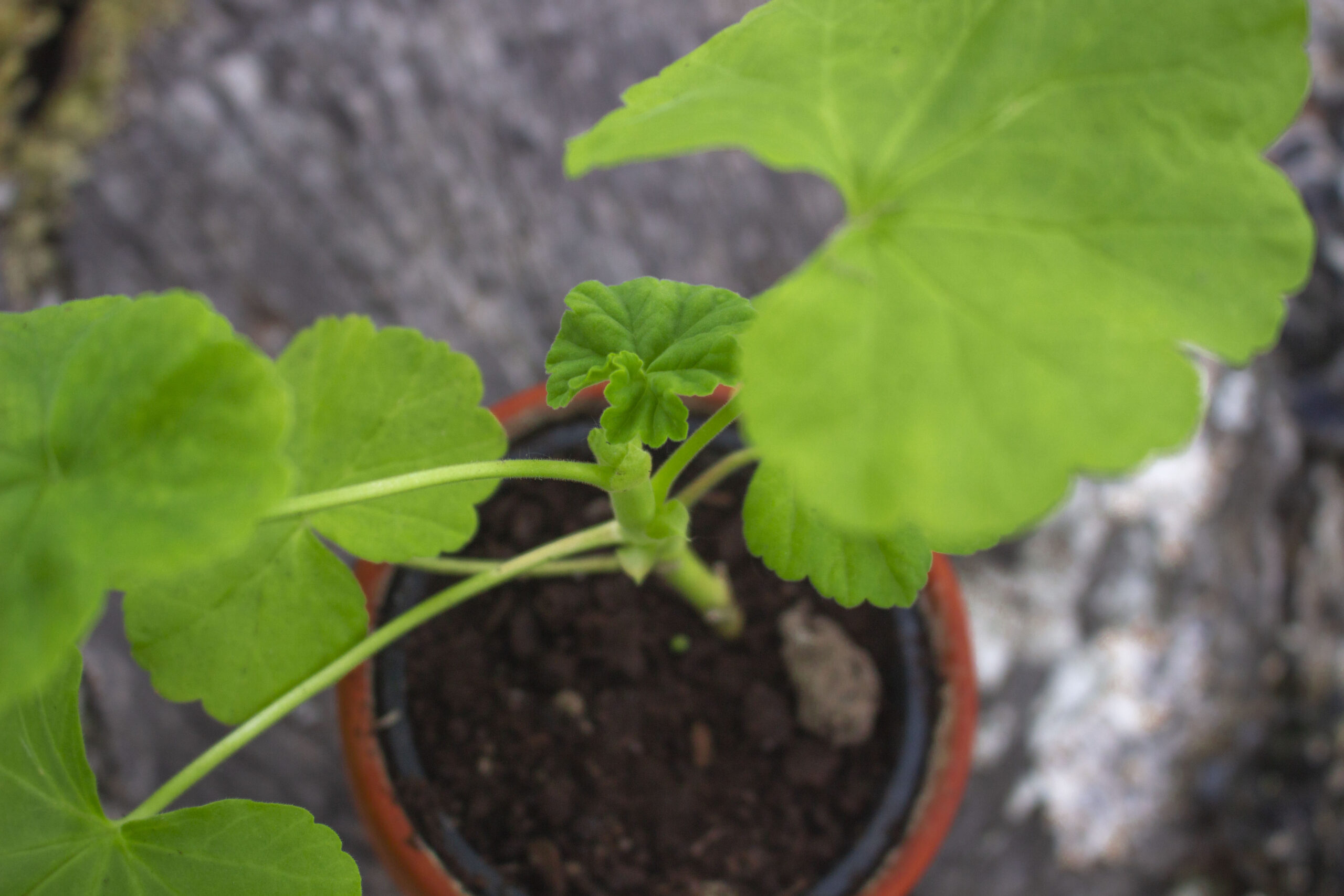 Hvordan sætter jeg pelargonier til overvintring?