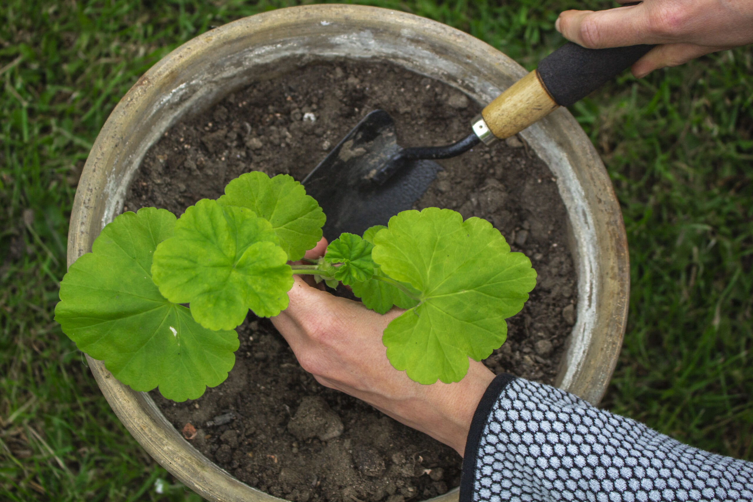 Udplantning af pelargonier