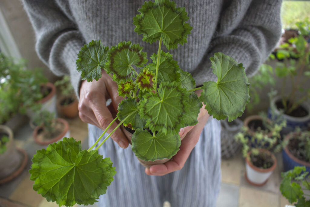 pelargonie