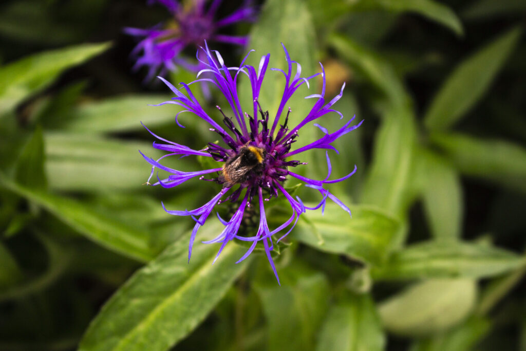 Biodiversitet i haven