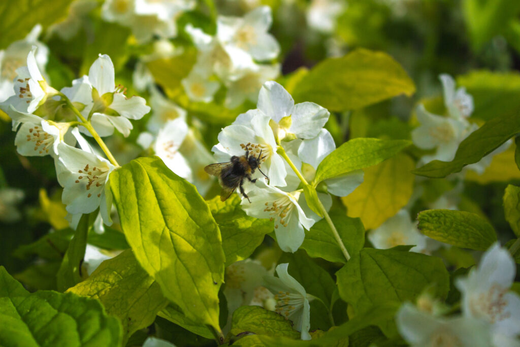 Derfor er biodiversitet vigtigt