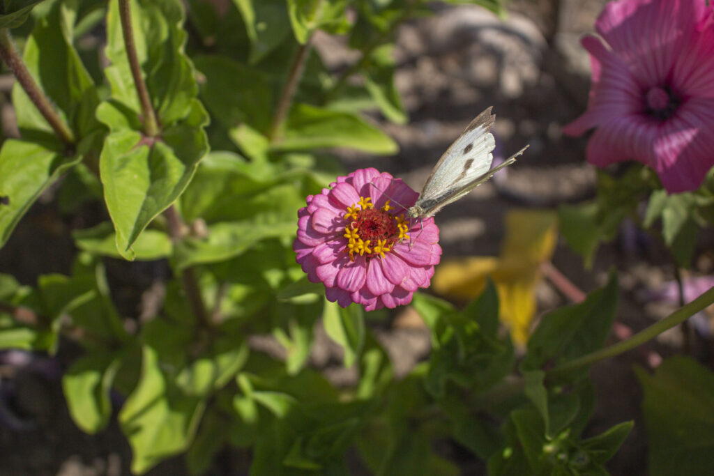 Hvorfor er biodiversitet vigtigt