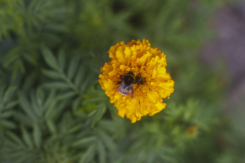 Biodiversitet – Hvad kan jeg gøre