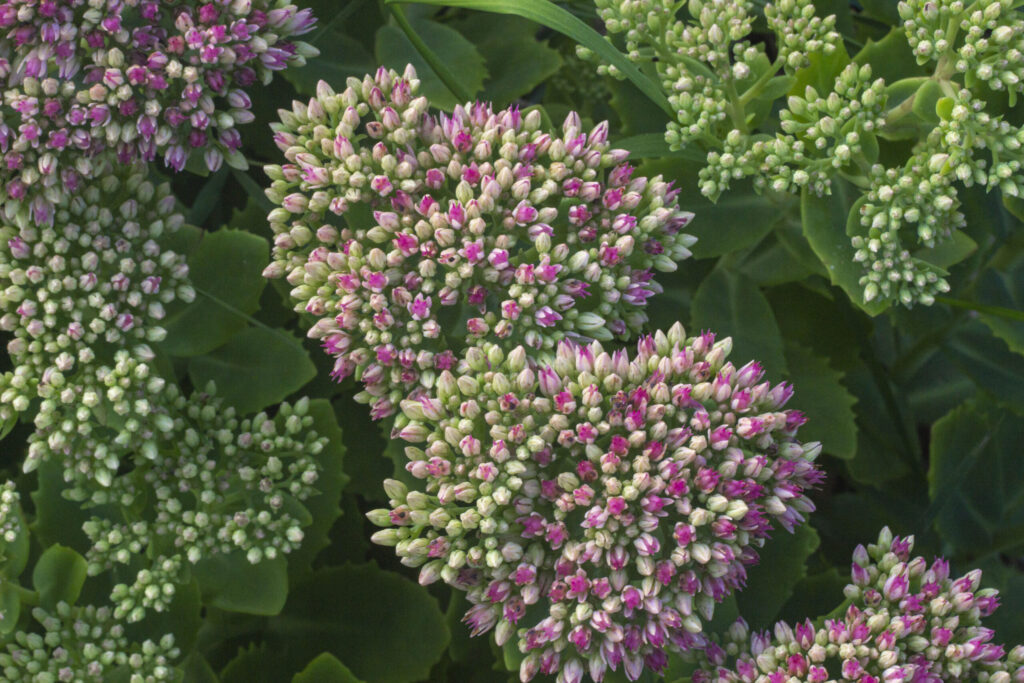 Plant i krukker