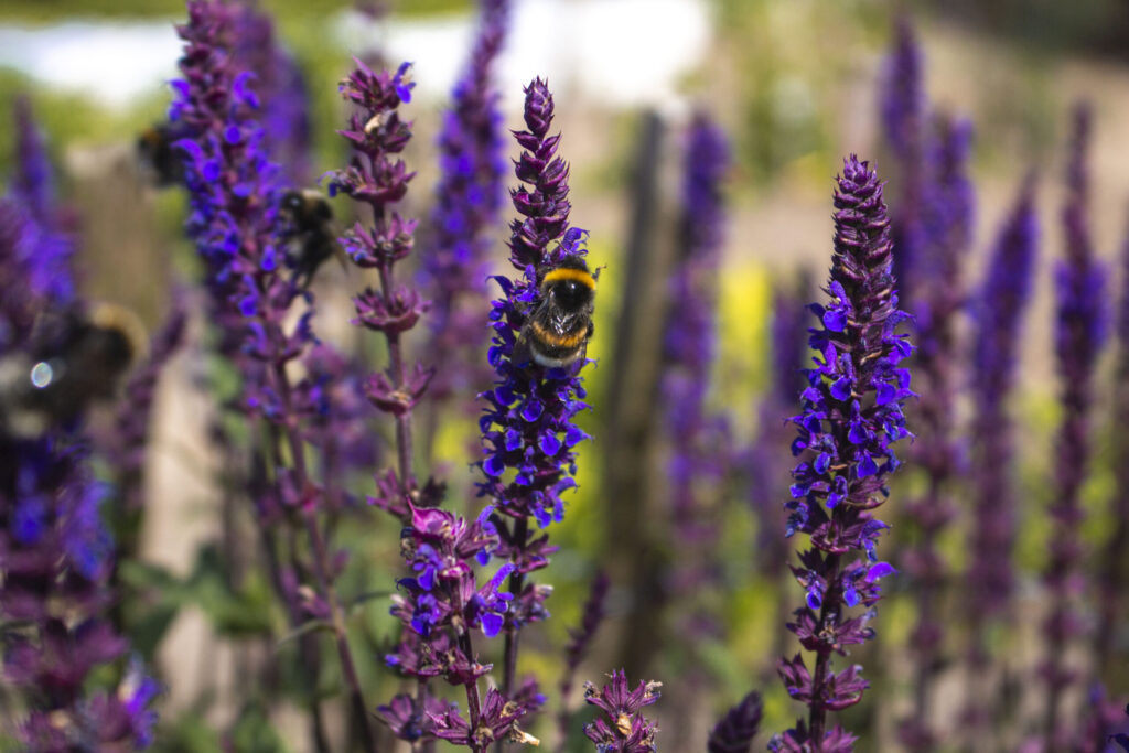 Hvad betyder biodiversitet