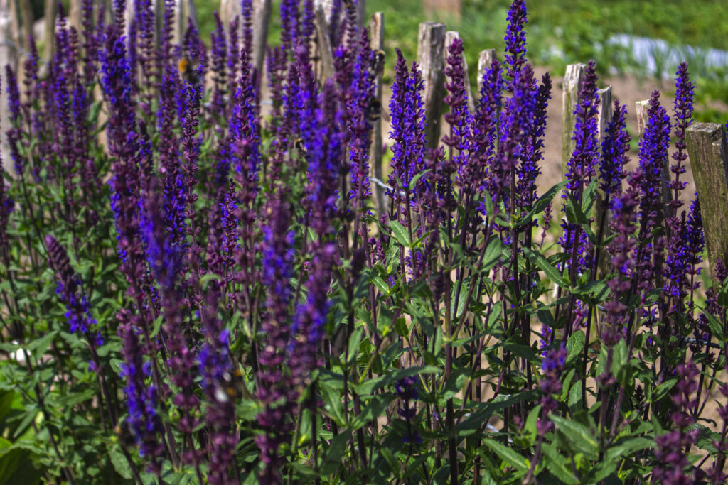 Udplantning af staudesalvie – Sådan gør du