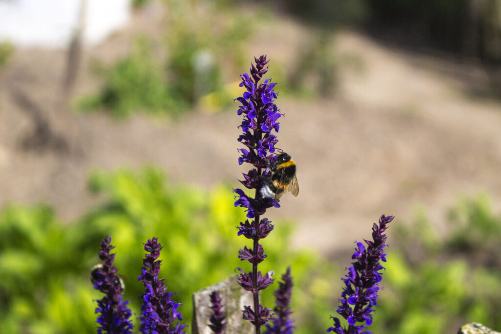 En have med biodiversitet