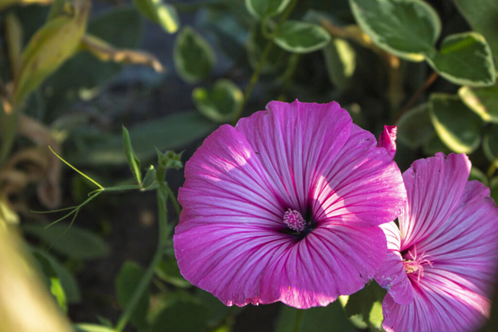 Mamelukærme En smuk blomst i sommerhaven