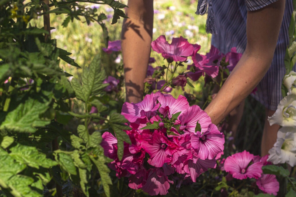 Rosa pink eller hvid mamelukærme
