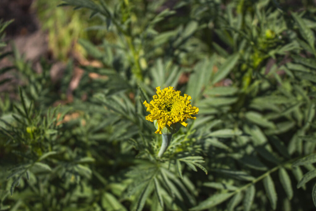 Bekæmp jordtræthed med tagetes