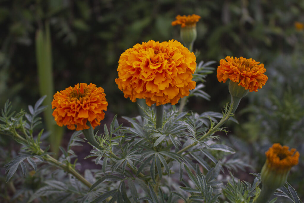 Spis tagetes i maden