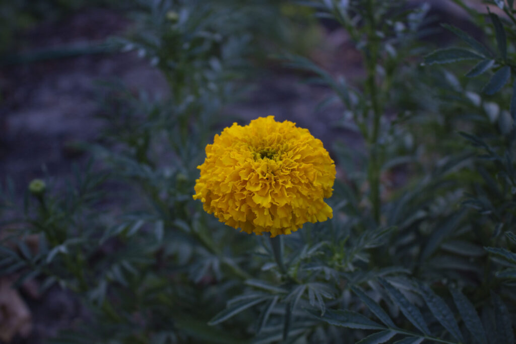 Brug tagetes mod skadedyr
