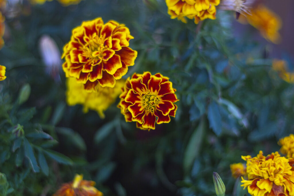 Plantning af tagetes