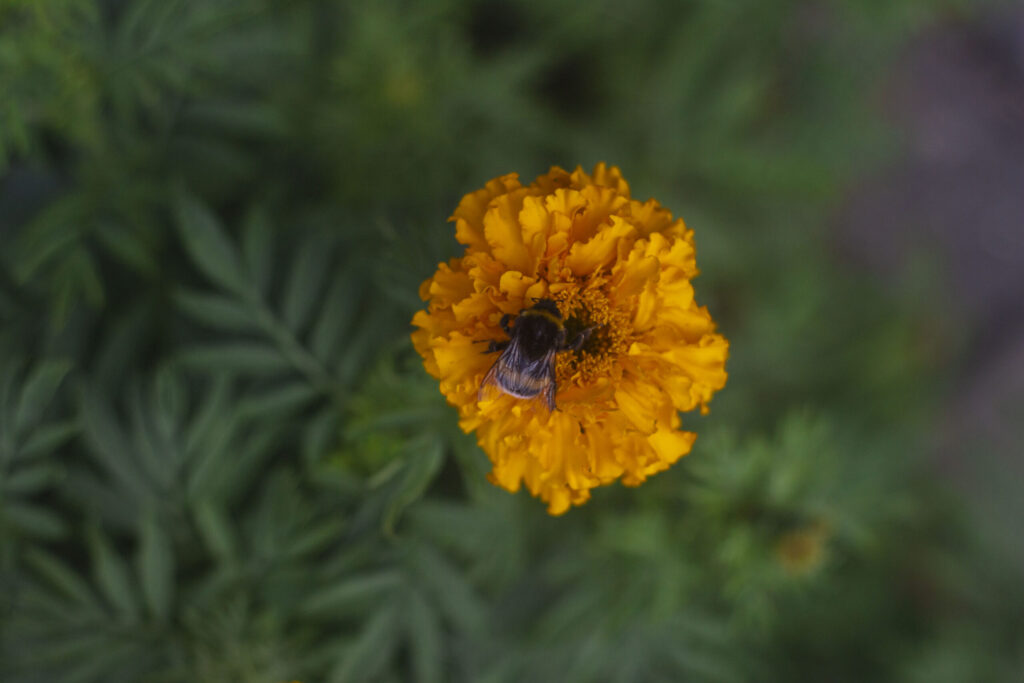Såning & udplantning af tagetes