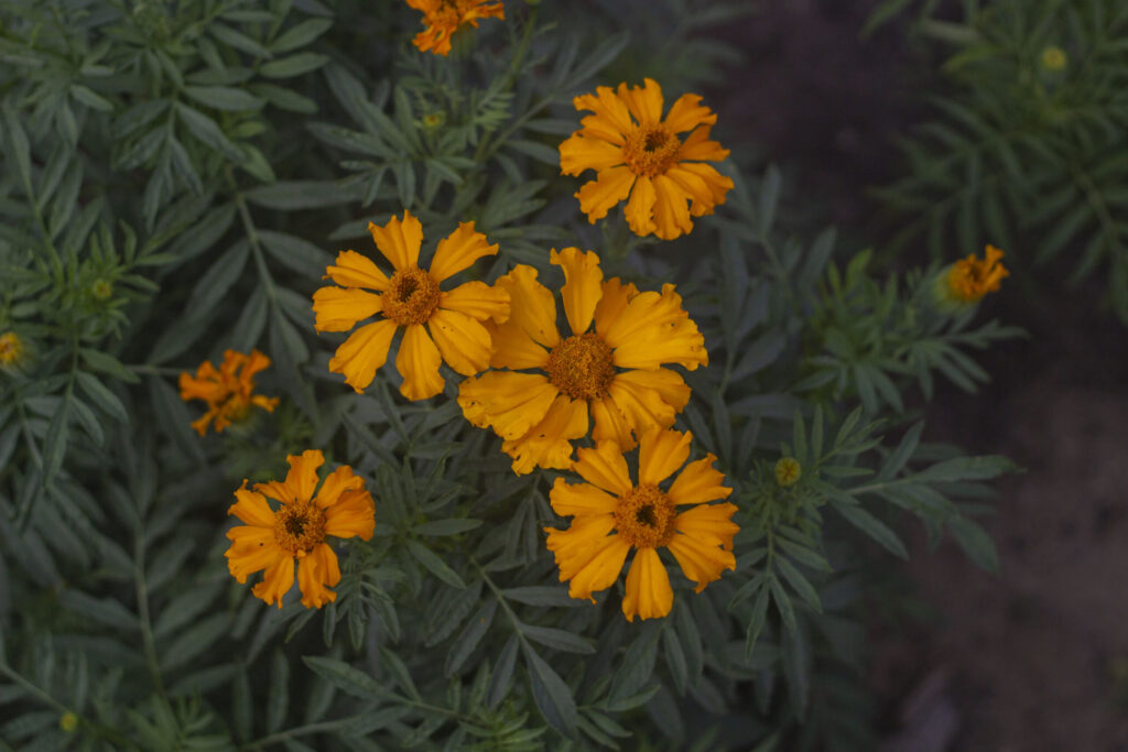 Tagetes eller fløjlsblomst