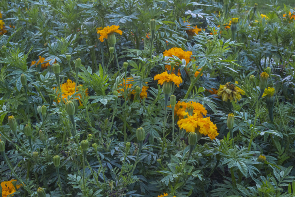 Lav dine egne frø fra tagetes