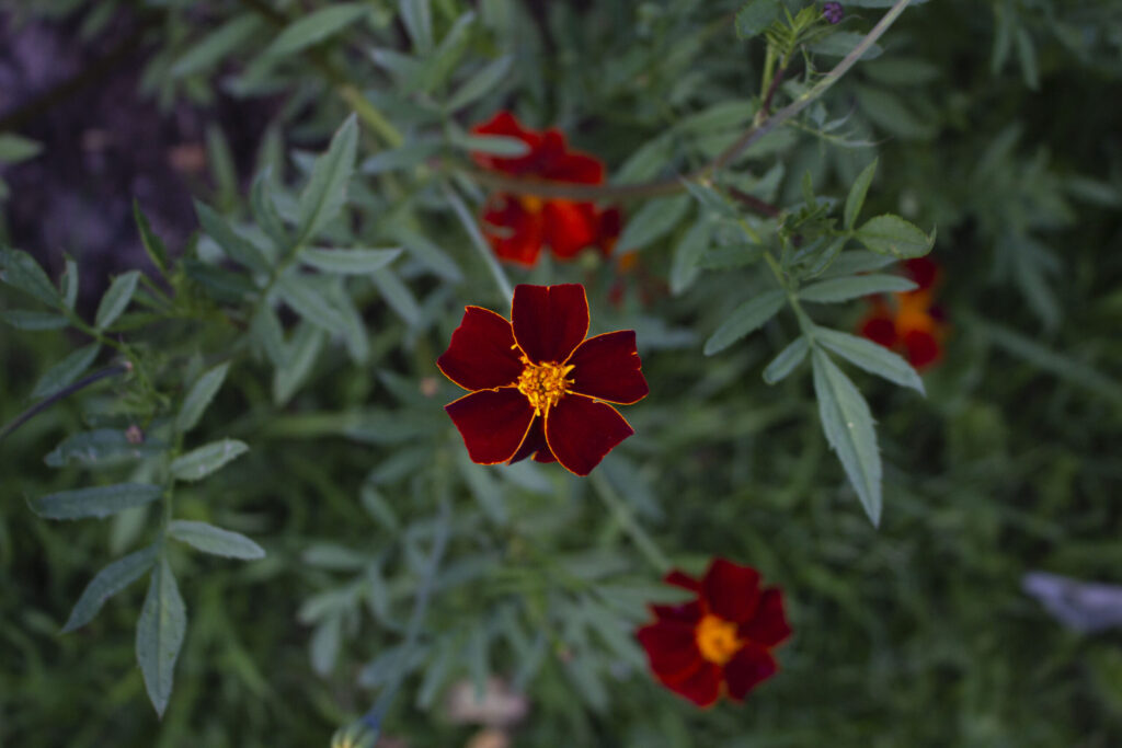 7. Tagetes