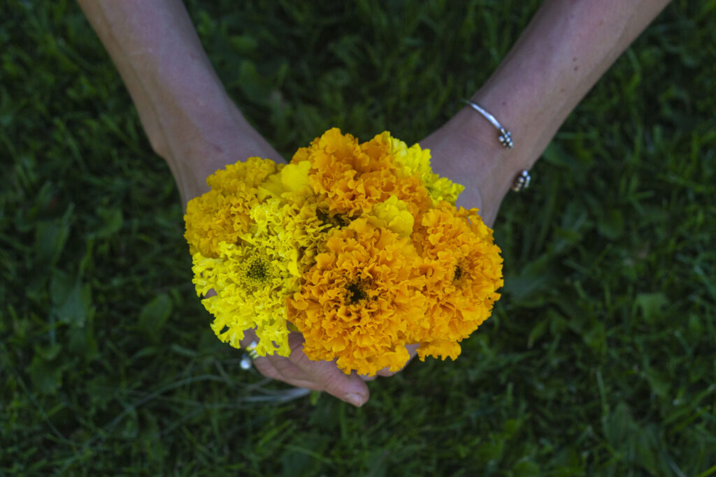 Dyrkning af tagetes