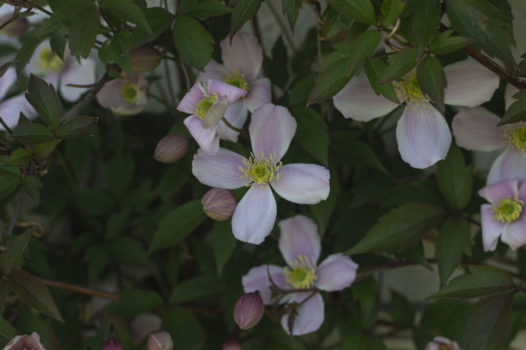 10-Klematis