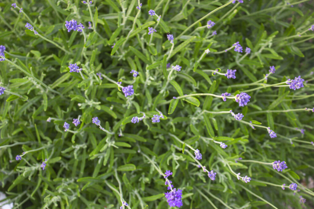Pasning & pleje af lavendel