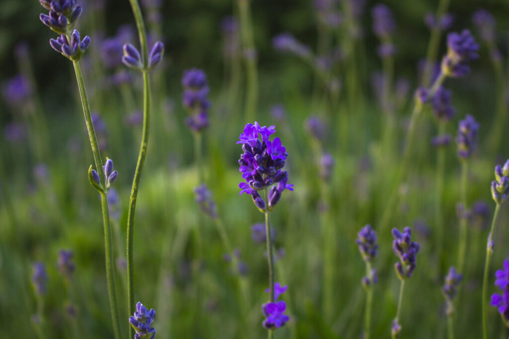Lavendel