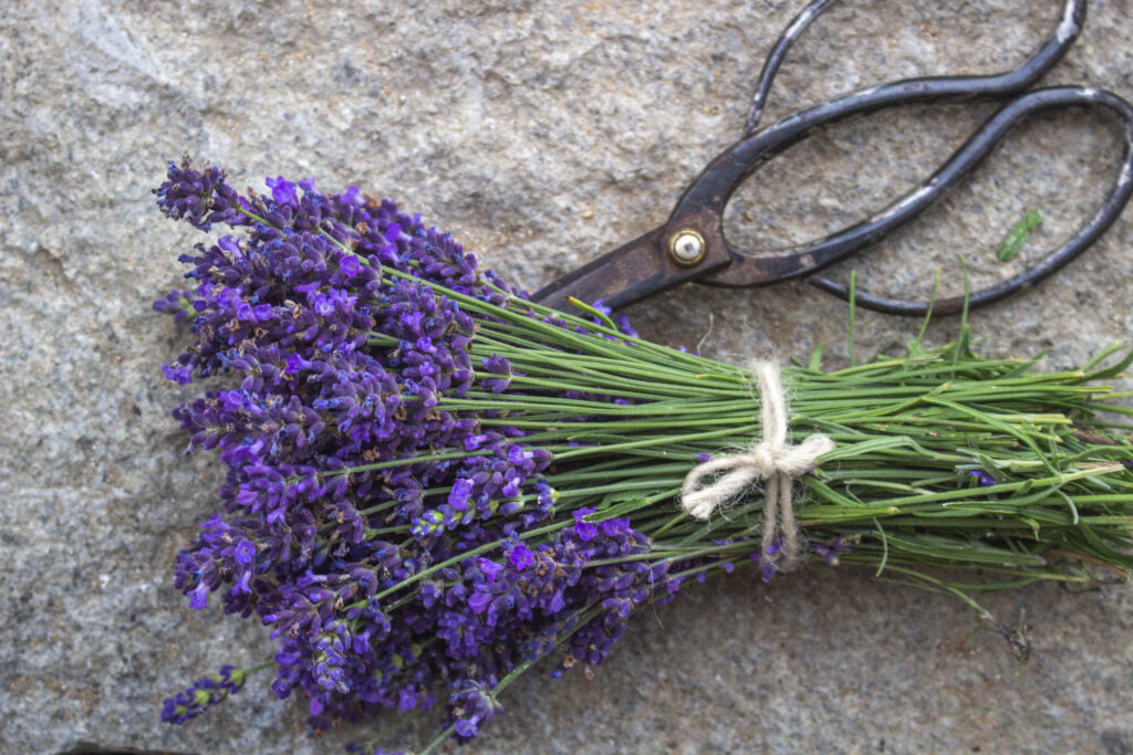 Beskæring af lavendel i foråret