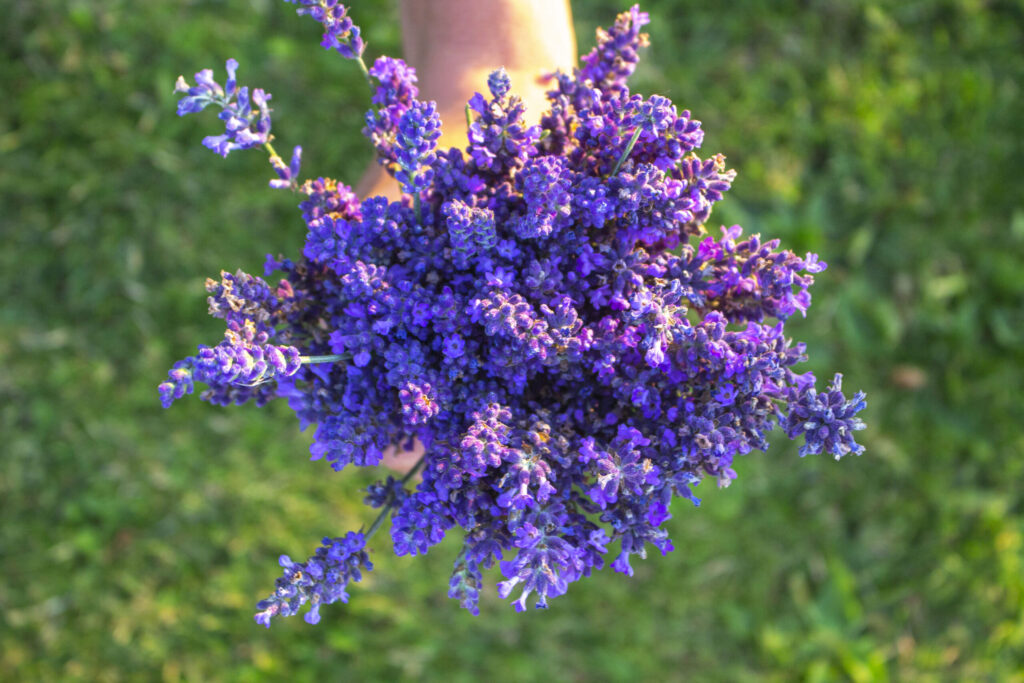 Tid til at plante lavendel