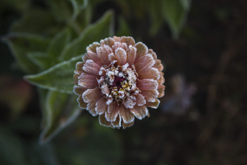 vinterblomster