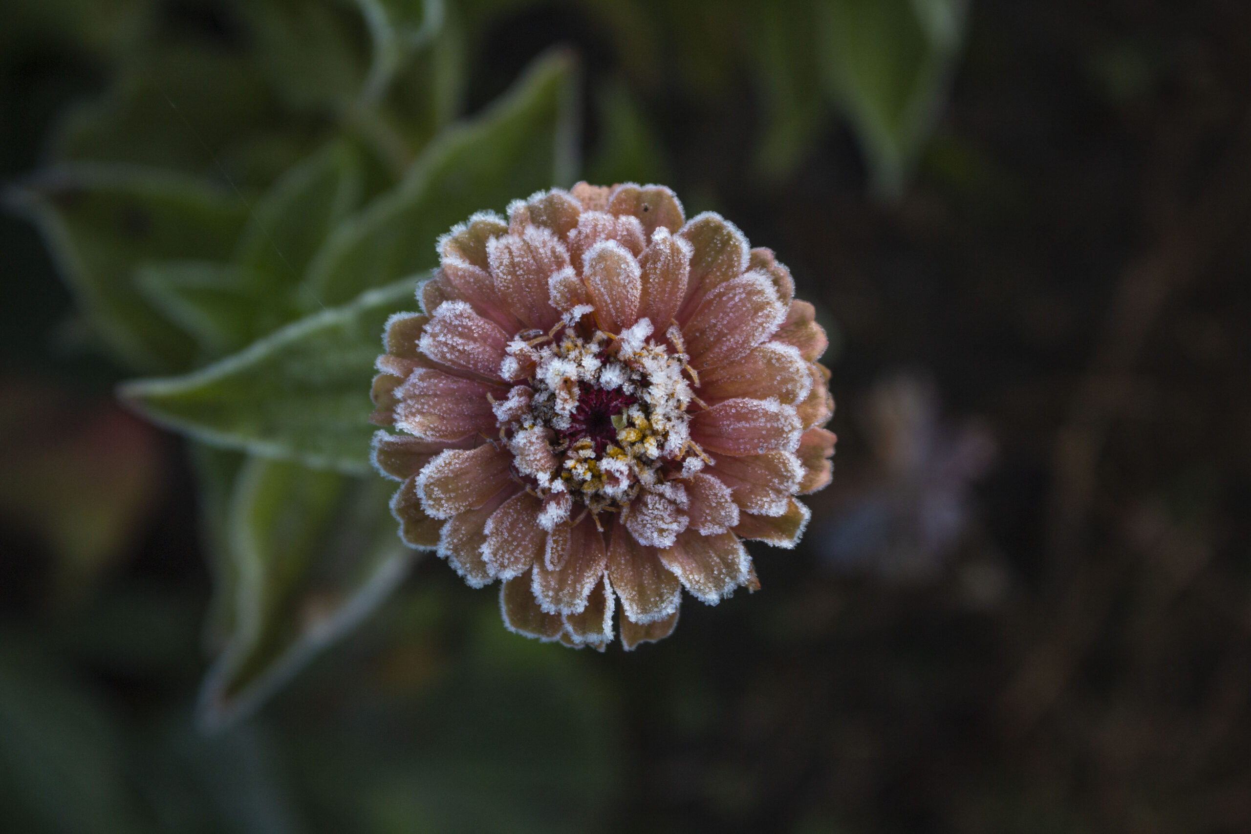 vinterblomster