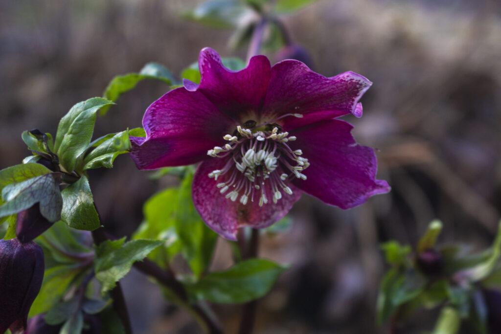 helleborus
