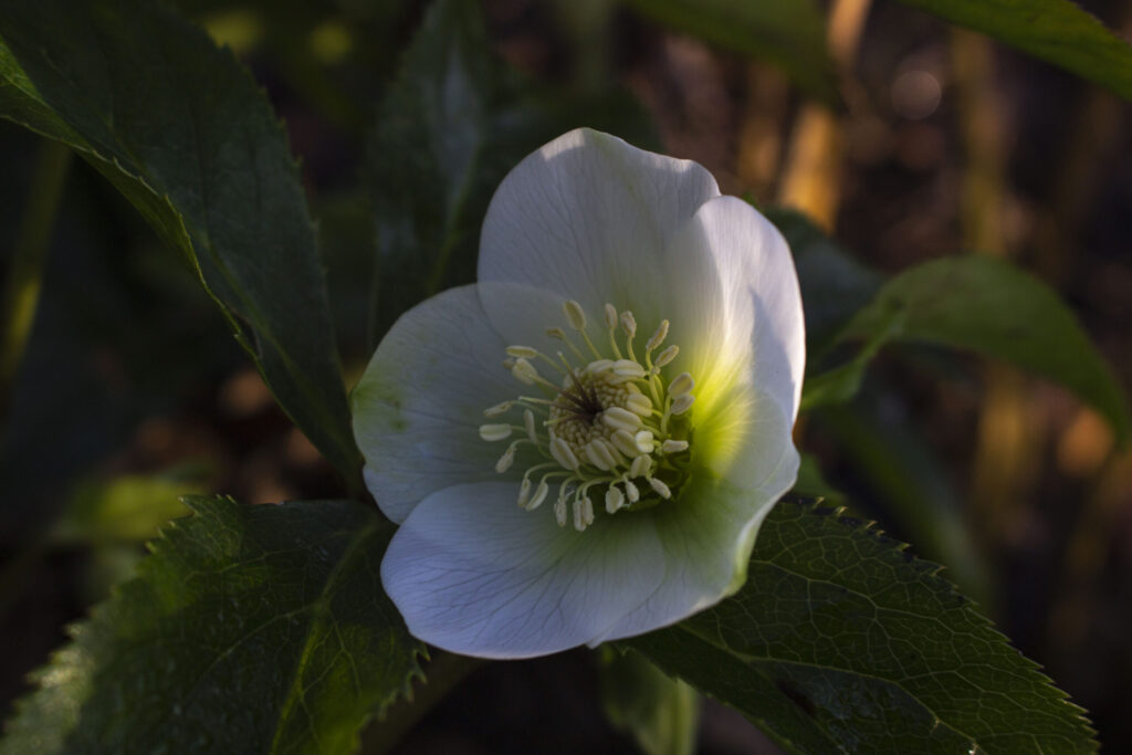 helleborus
