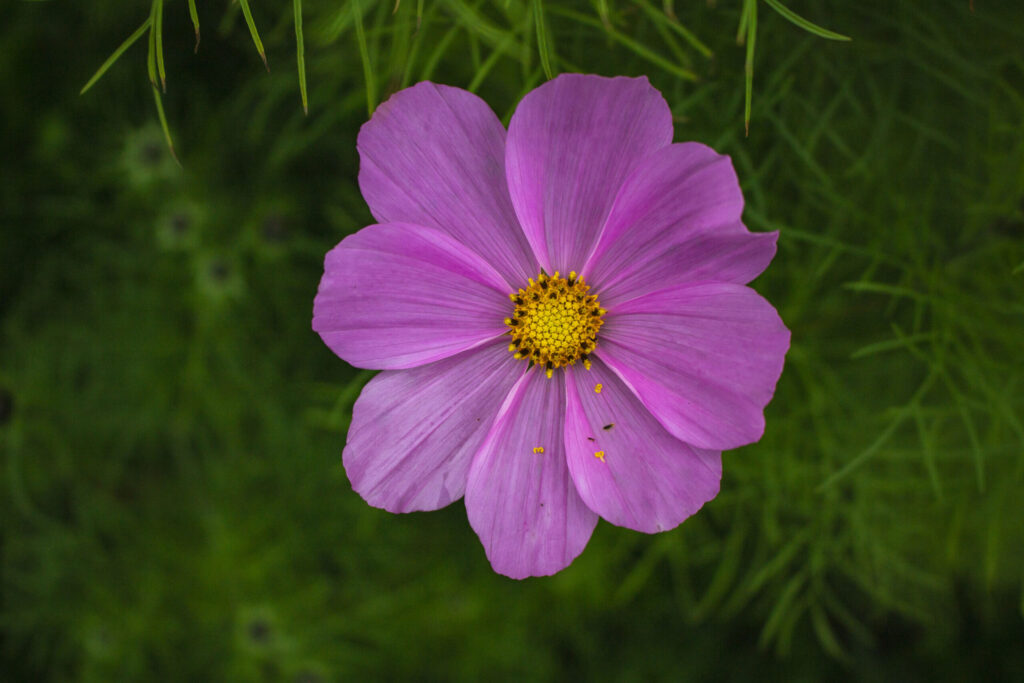 Cosmos – Flere forskellige sorter