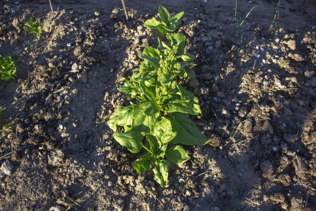 Brug spinat som efterafgrøde