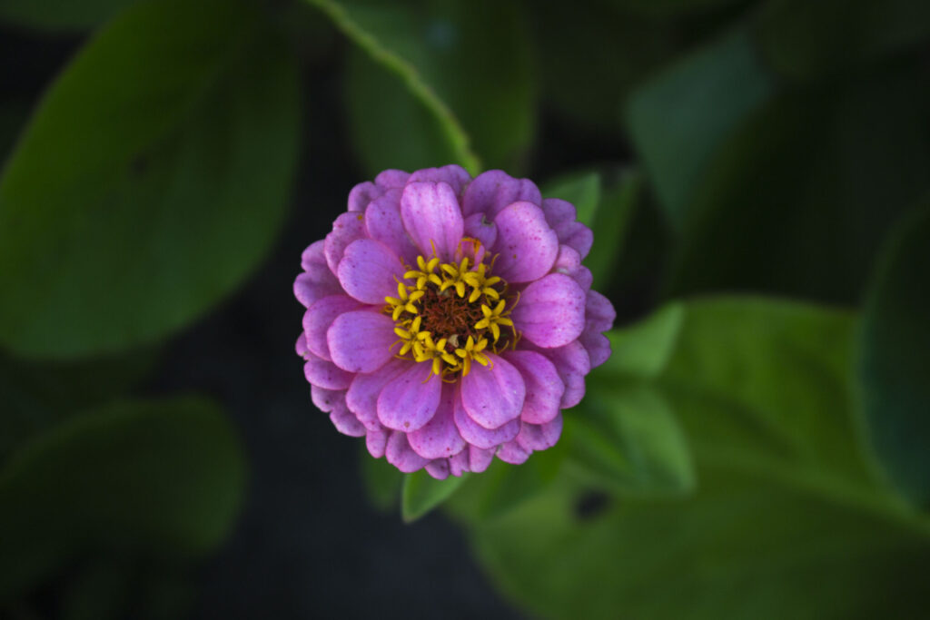 Frøkenhat-Plant-de-skønneste-zinnia-i-haven