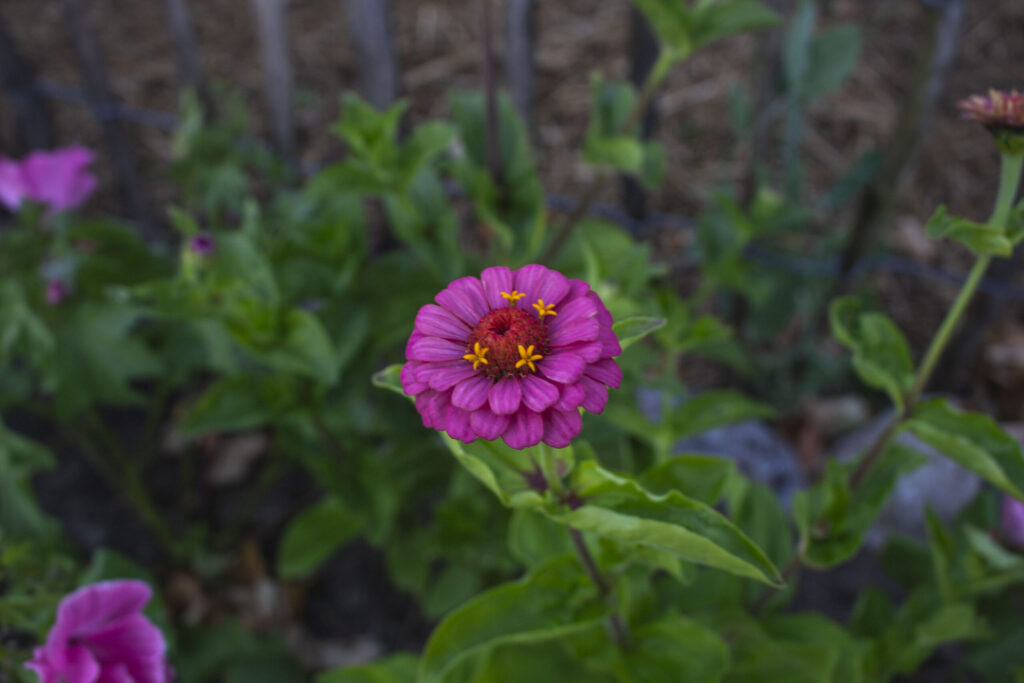Pasning-af-zinnia