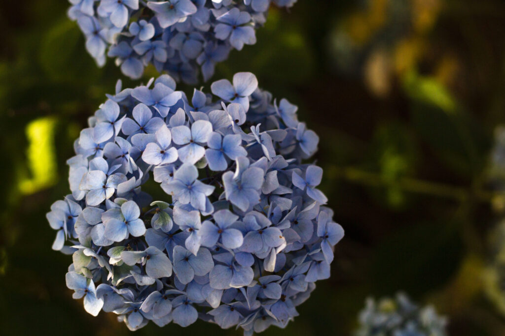 hortensia