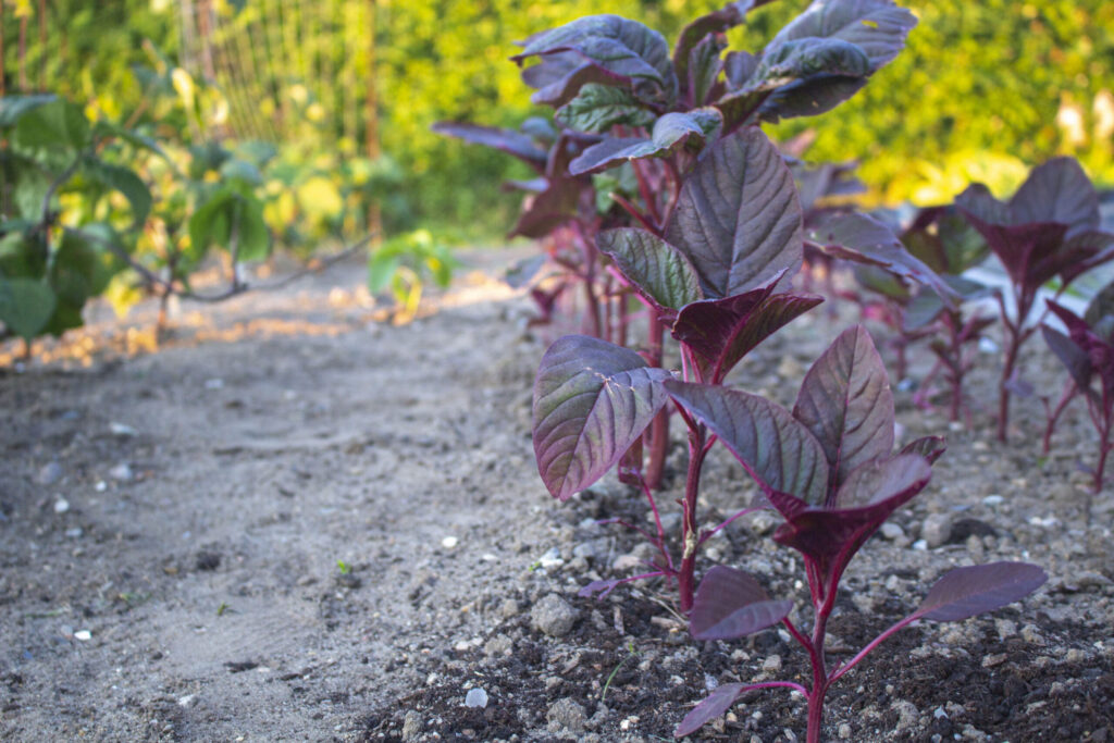 plante-amarant