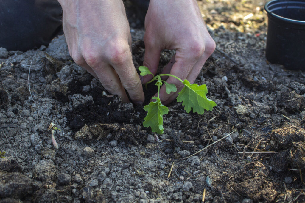 såning-og-udplantning