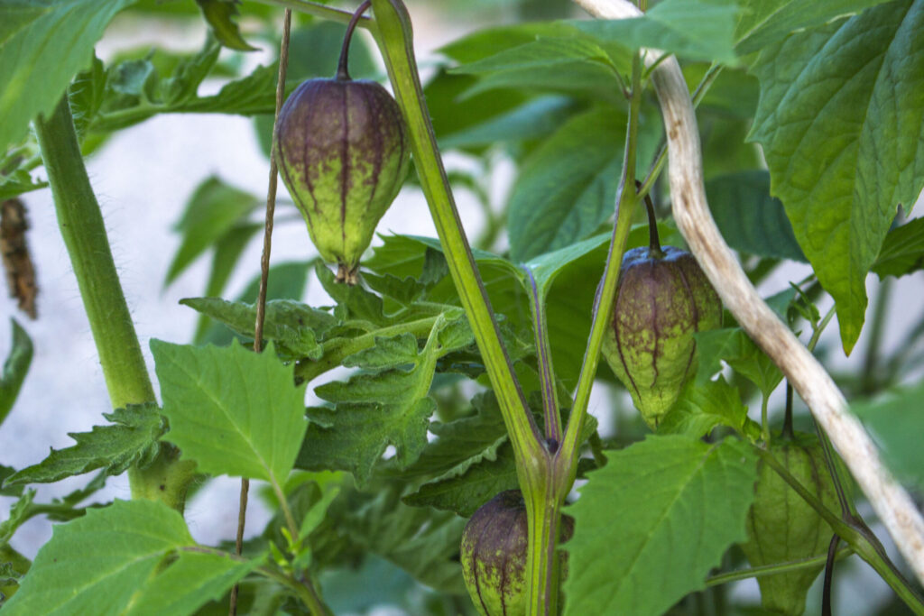 beskæring-af-tomatillo