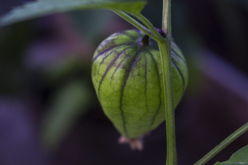 dyrke-tomatillo