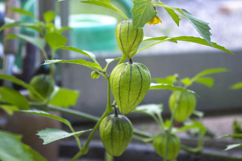opbinding-af-tomatillos