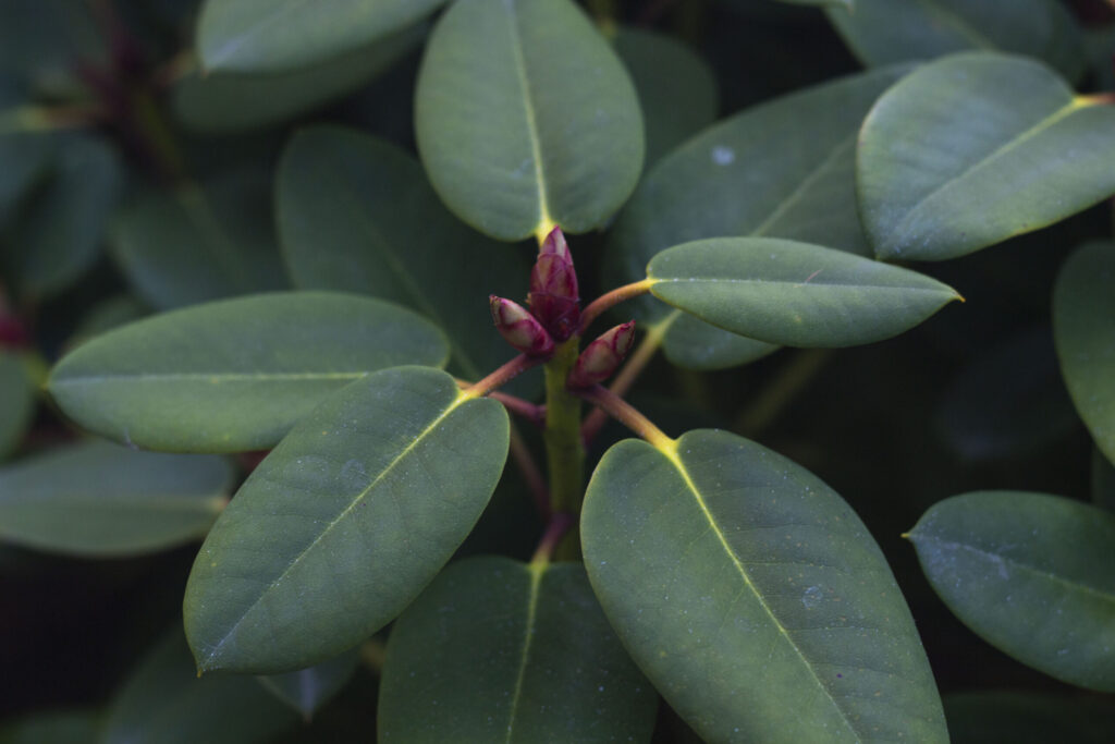 rhododendron